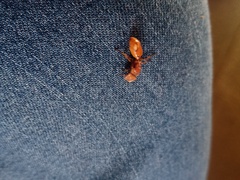 Cephalotes clypeatus