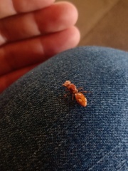 Cephalotes clypeatus