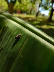 Proconiini