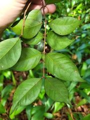 Eugenia biflora