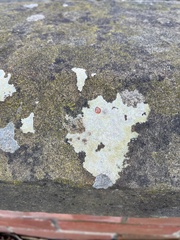 Trapelia placodioides