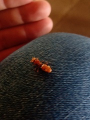 Cephalotes clypeatus