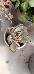 Kalanchoe