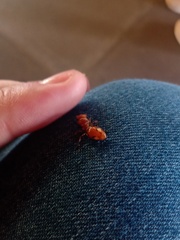 Cephalotes clypeatus