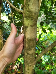 Eugenia biflora