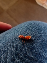 Cephalotes clypeatus