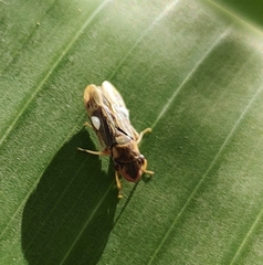 Proconiini