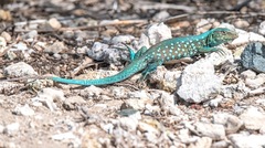 Cnemidophorus arubensis