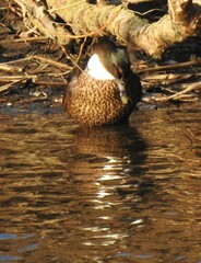 Anas platyrhynchos domesticus