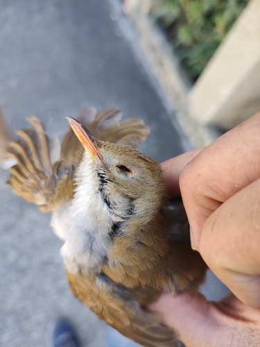 Orange-billed Nightingale-Thrush (Catharus aurantiirostris), photo 7