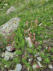 Sempervivum caucasicum