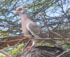 Patagioenas corensis