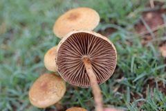 Agrocybe pediades