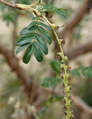 Polylepis