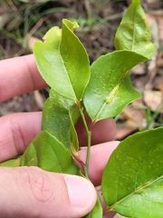 Casearia aculeata