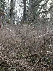 Symphoricarpos albus