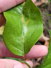 Casearia aculeata