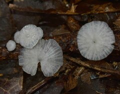 Marasmiellus