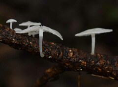 Marasmiellus