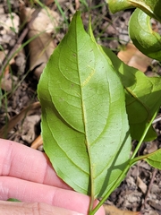 Casearia aculeata