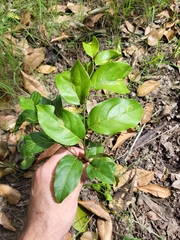 Casearia aculeata