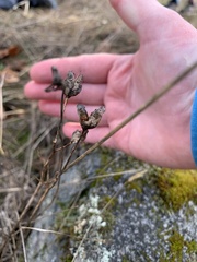 Camassia quamash