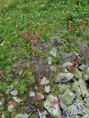 Sempervivum caucasicum