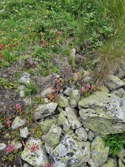 Sempervivum caucasicum