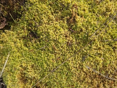 Racomitrium elongatum