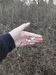Symphoricarpos