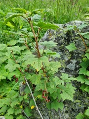 Ribes biebersteinii