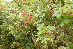 Pistacia terebinthus terebinthus