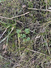 Sanicula crassicaulis