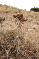 Cynara cardunculus cardunculus