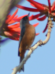 Diglossa baritula