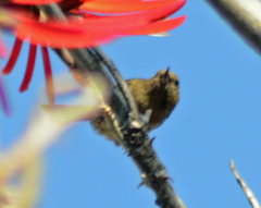 Diglossa baritula