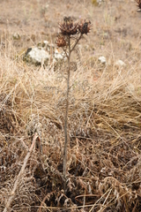 Cynara cardunculus cardunculus