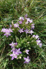 Gentianella aspera