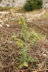 Scolymus hispanicus hispanicus