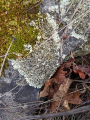Xanthoparmelia cumberlandia