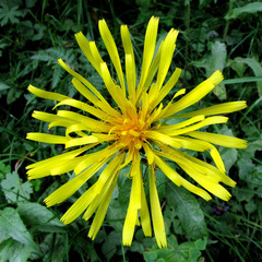 Crepis pyrenaica