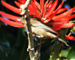 Diglossa baritula
