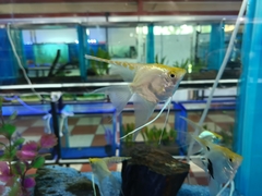 Pterophyllum scalare