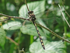 Cordulegaster obliqua
