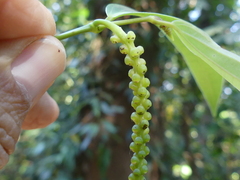 Piper dravidii