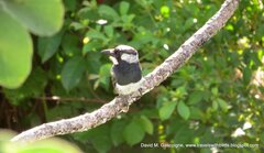 Notharchus pectoralis