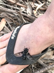 Triclista guttata