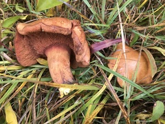 Chalciporus
