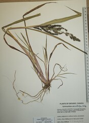 Echinochloa muricata microstachya