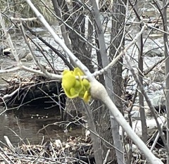 Phoradendron macrophyllum